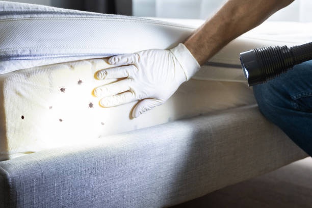 Best Local Pest Control Services  in Auburn, WA