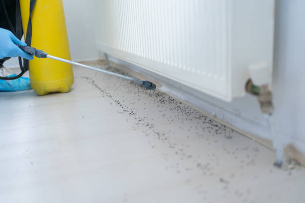 Best Affordable Pest Control Services  in Auburn, WA