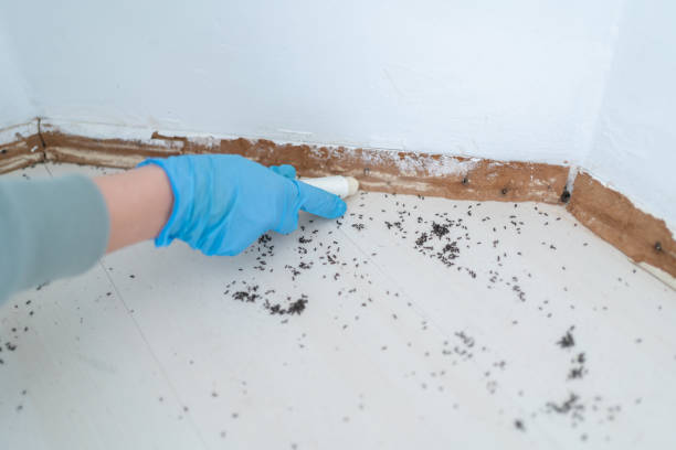 Best Best Pest Control Companies  in Auburn, WA